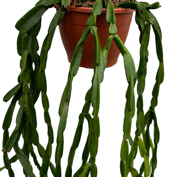 Rhipsalis paradoxa (Chain Cactus)