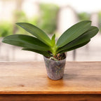 Phalaenopsis Miki Golden Sand '1363' (πελωρικός - Πεταλούδα) *αρωματικό