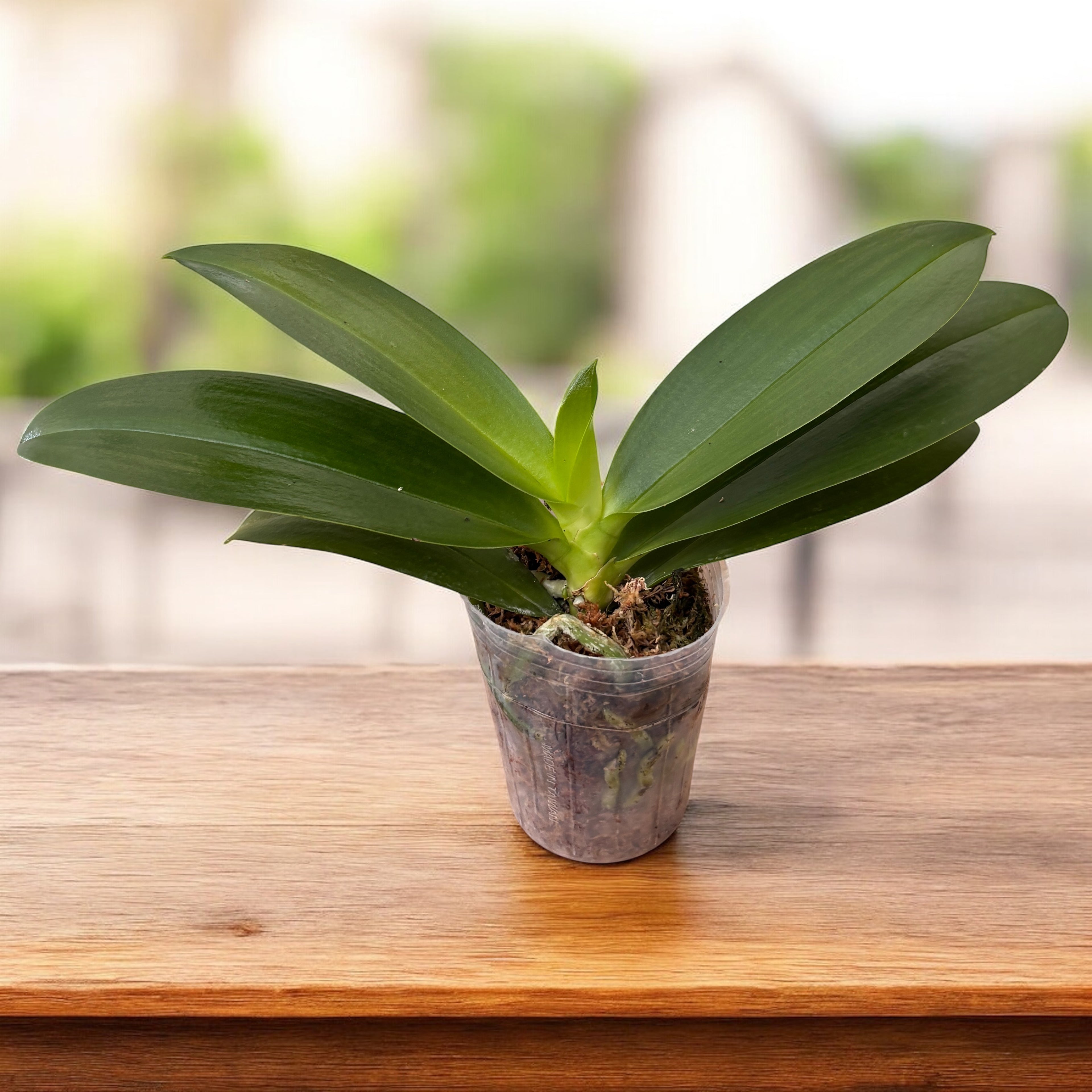 Phalaenopsis Miki Golden Sand '1363' (peloric - Butterfly) *parfumat