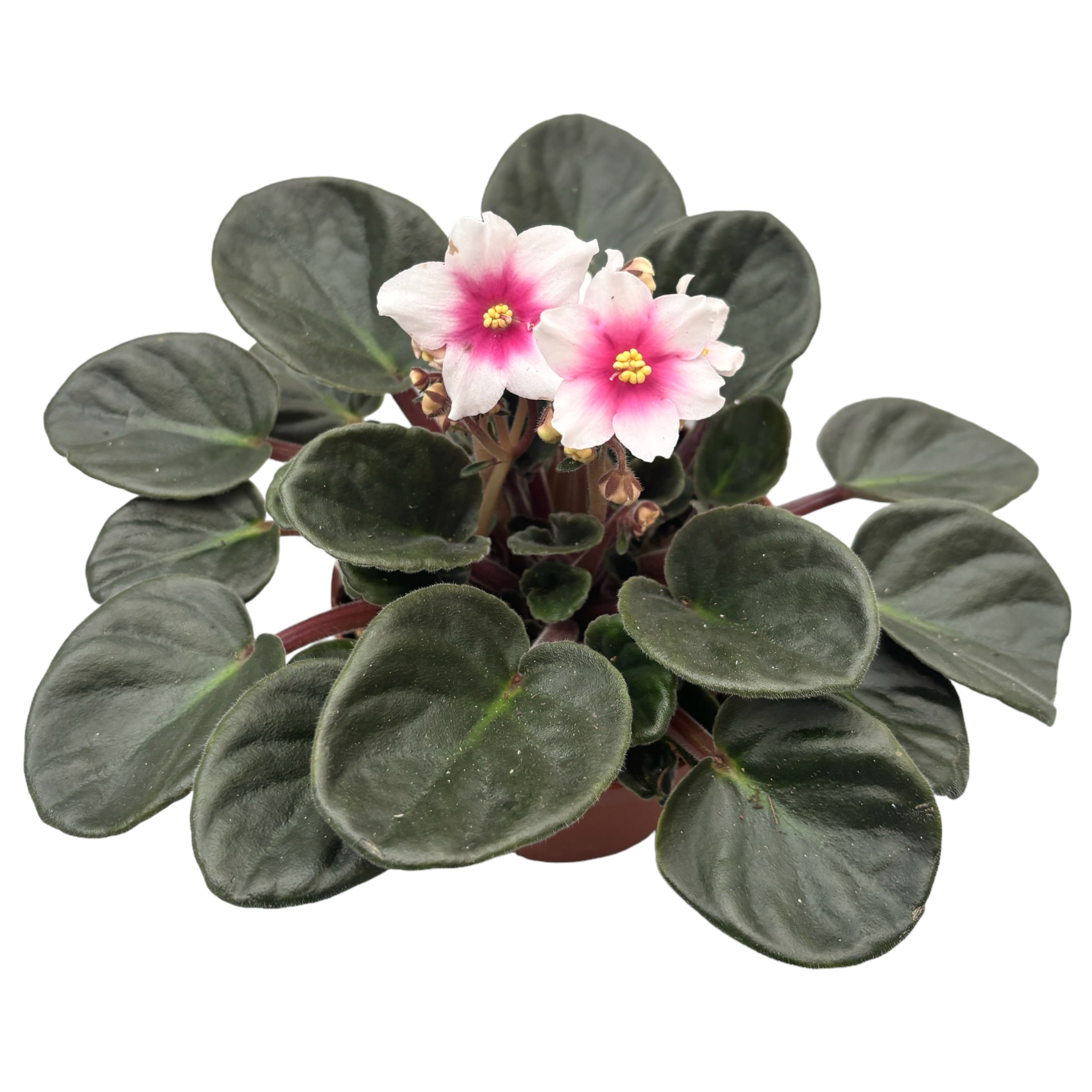 Saintpaulia Inova Spectra Eye - Violete africane bicolore