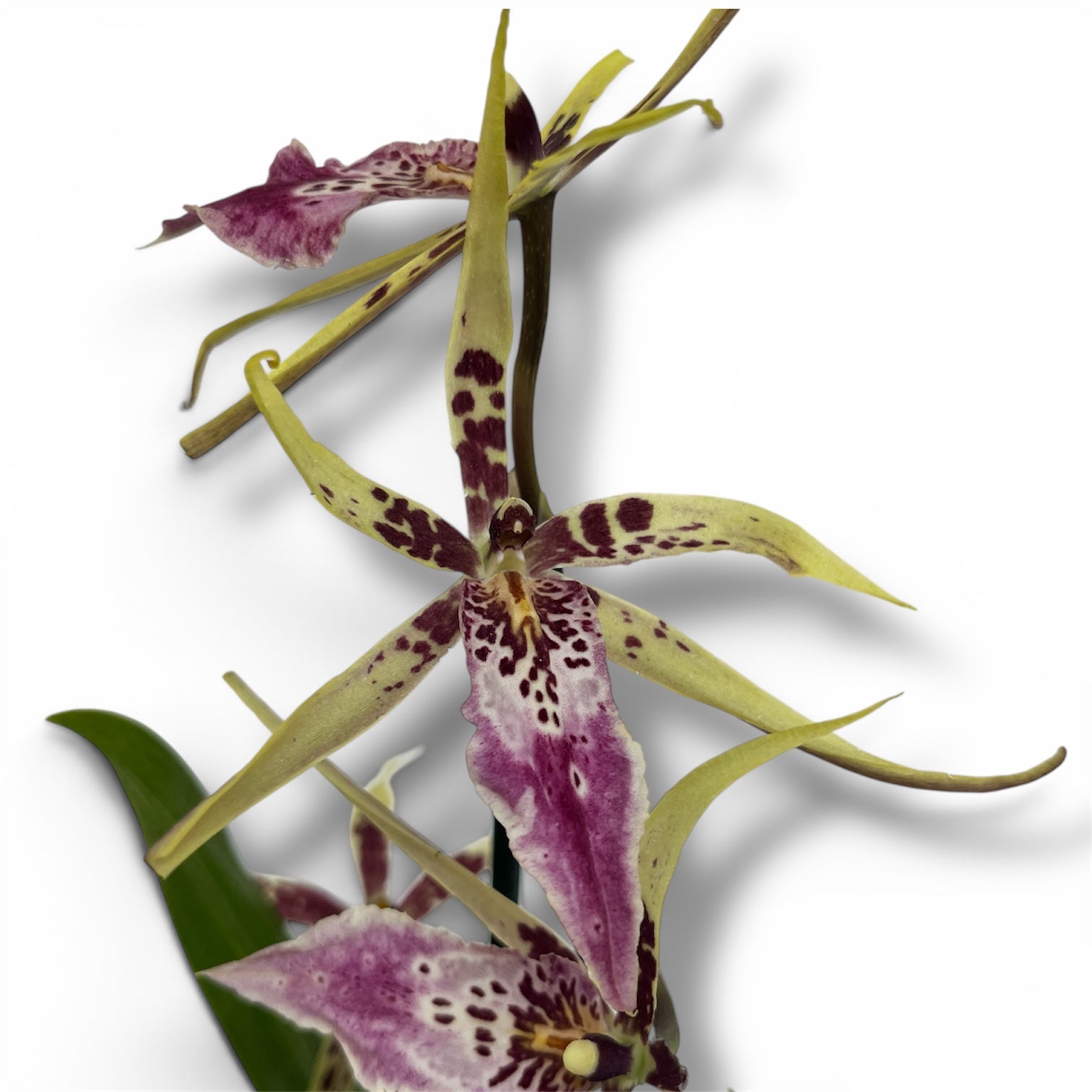 Brassia - parfumée