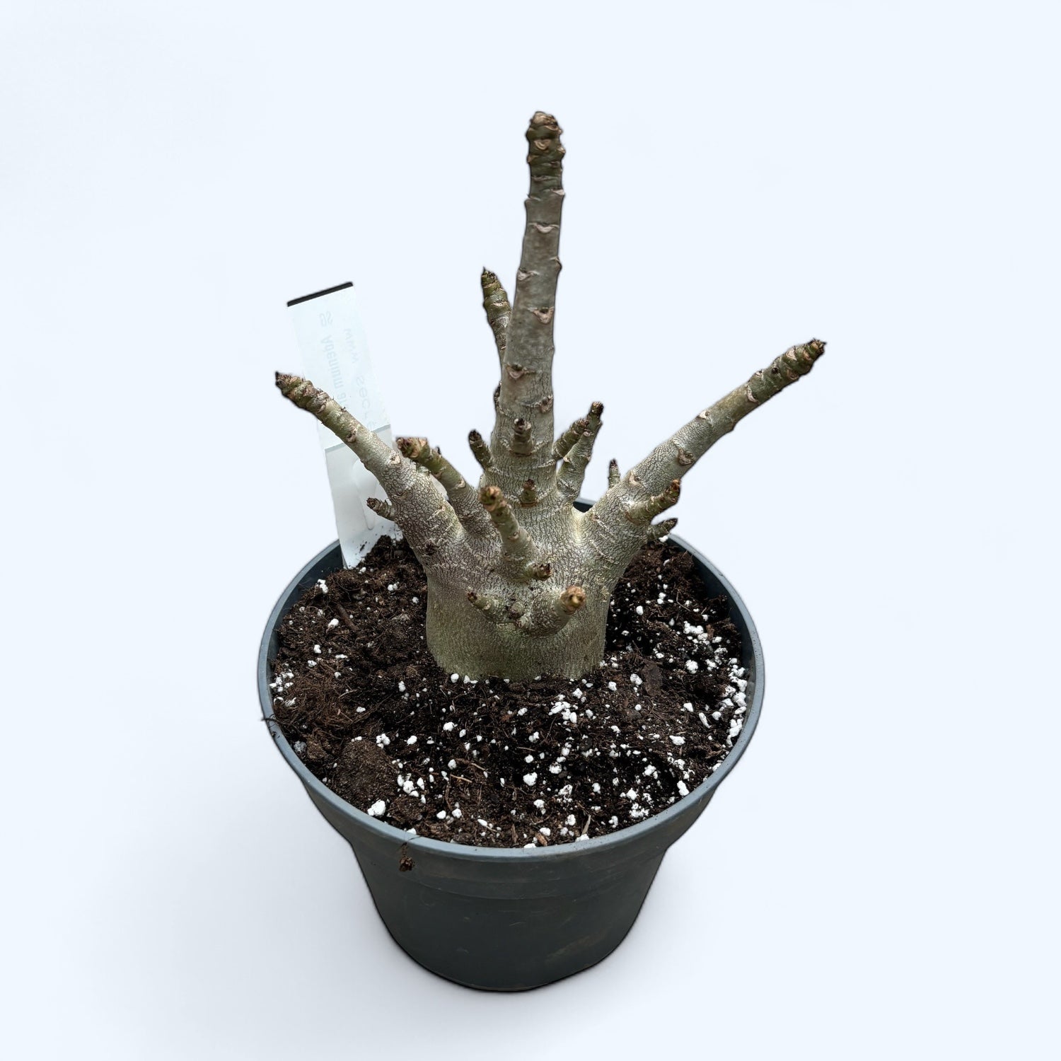 Adenium arabicum 'Baobab' D15 – Secret Garden Plant Shop