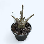 Adenium arabicum 'Baobab' D15