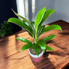 Cordyline fruticosa 'Geraldo' (Lyckoplanta) - lyckobringande växt