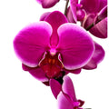 Phalaenopsis Anthura Pretoria