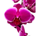 Phalaenopsis Anthura Pretoria