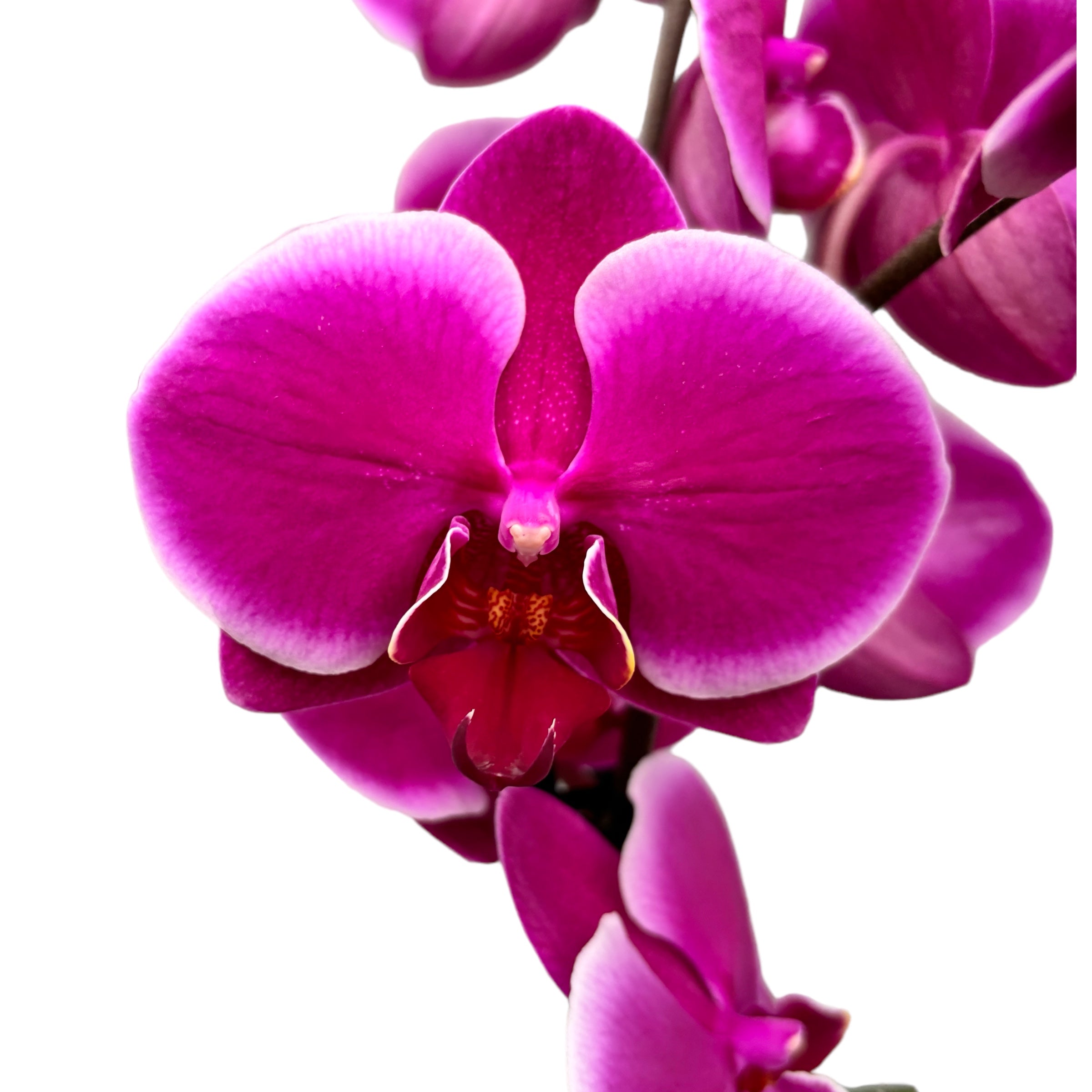 Phalaenopsis Anthura Pretoria