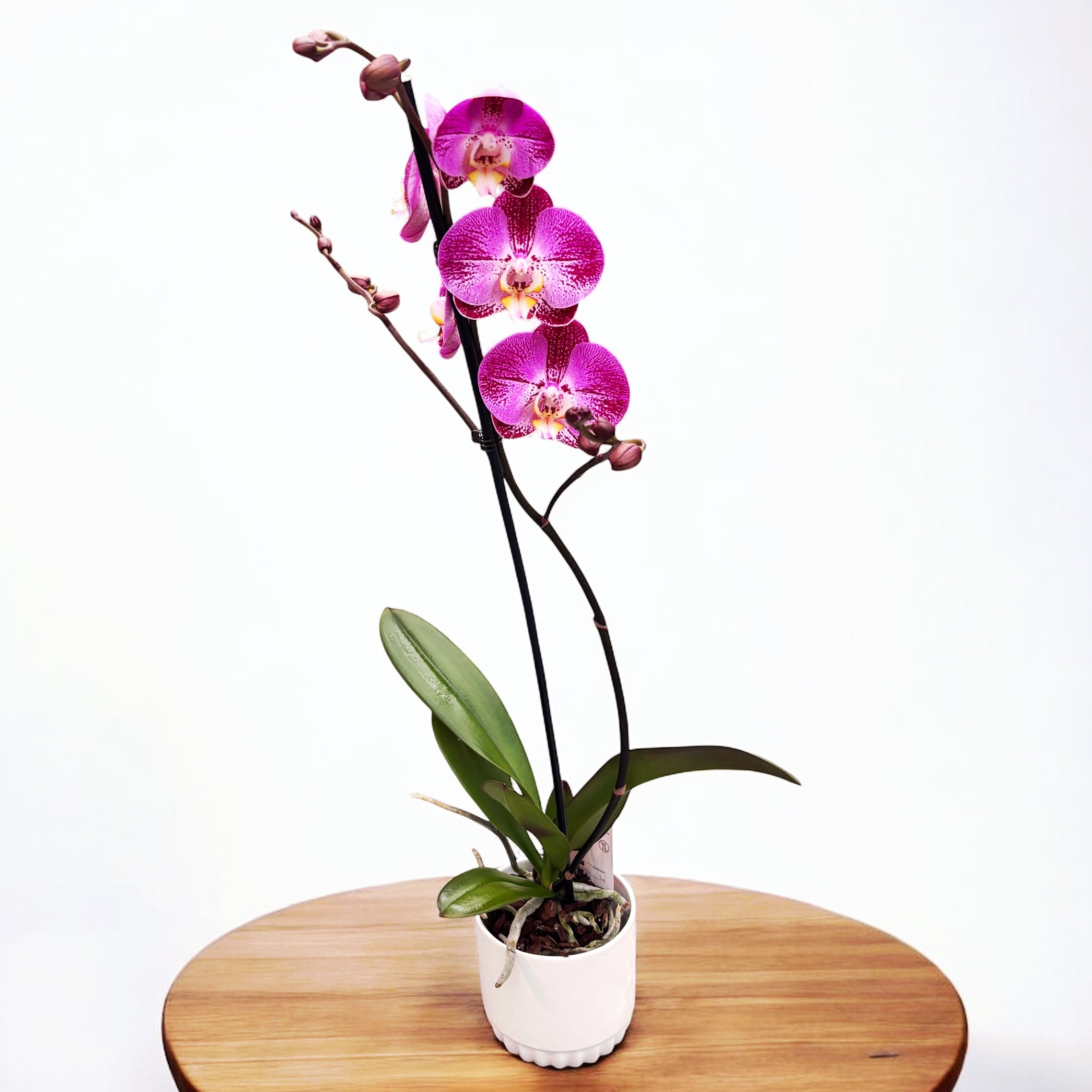 Phalaenopsis Splash Gordon