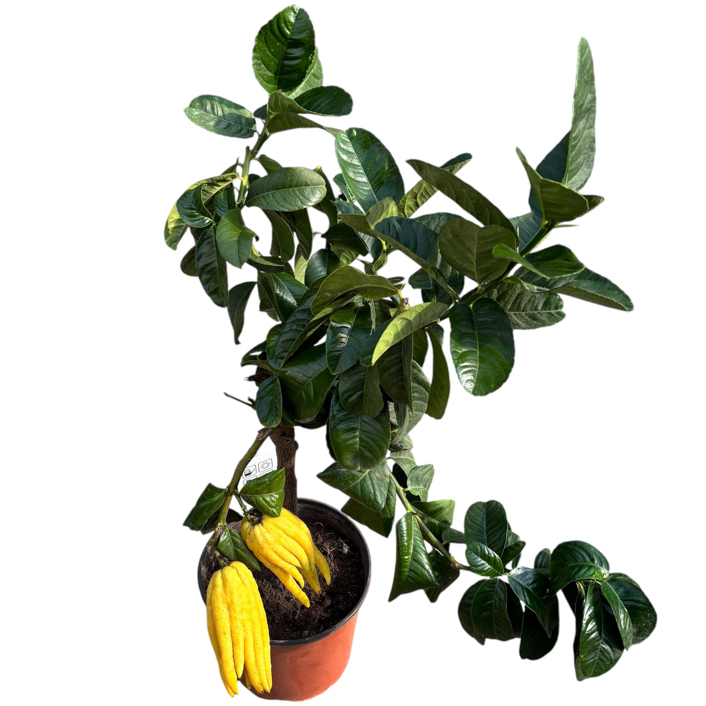 Citrus medica var. digitata (Hand of Buddha)