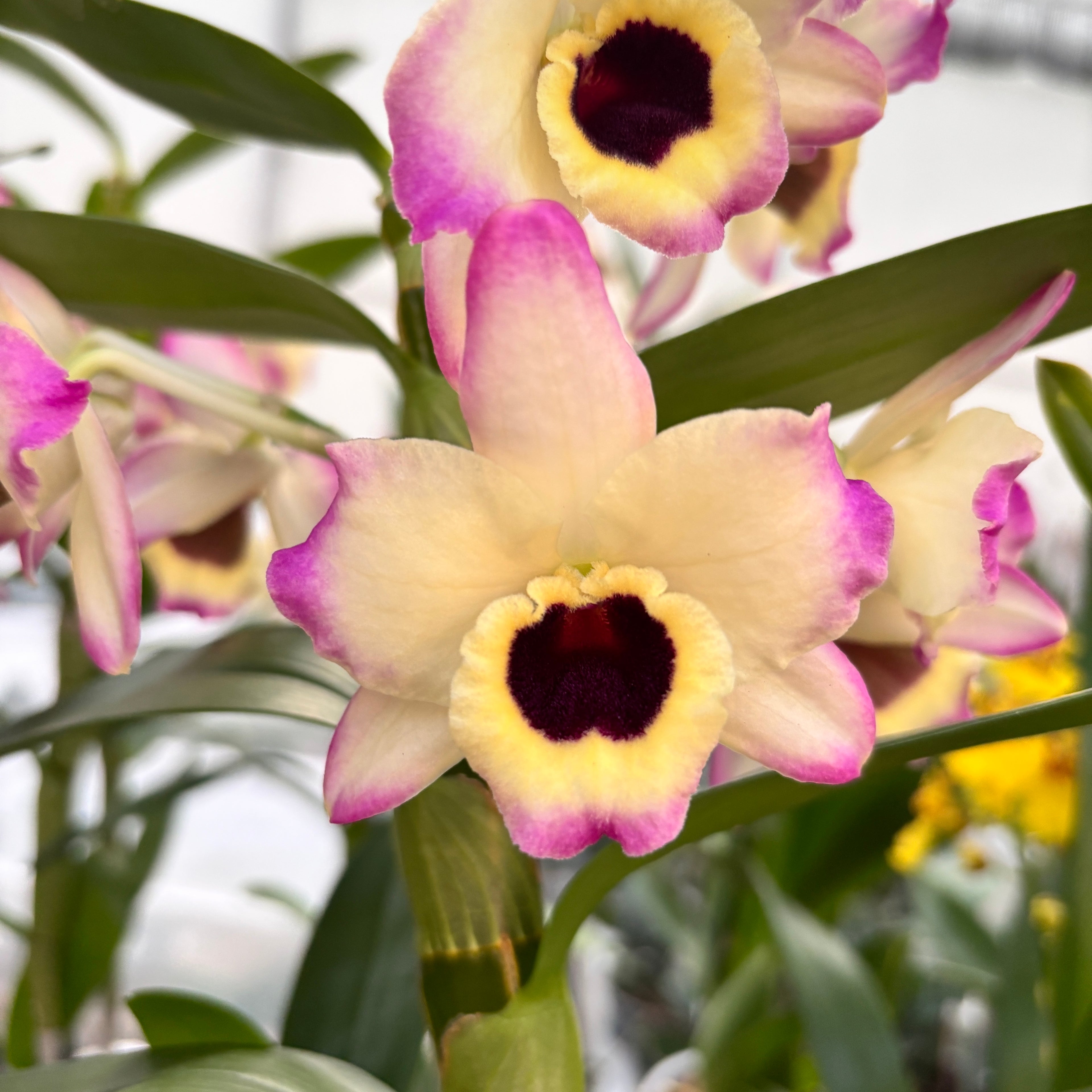 Dendrobium Sunny Eyes *fragrant