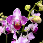 Phalaenopsis Younghome Lucky Star (0018 - пелорик) (NL)