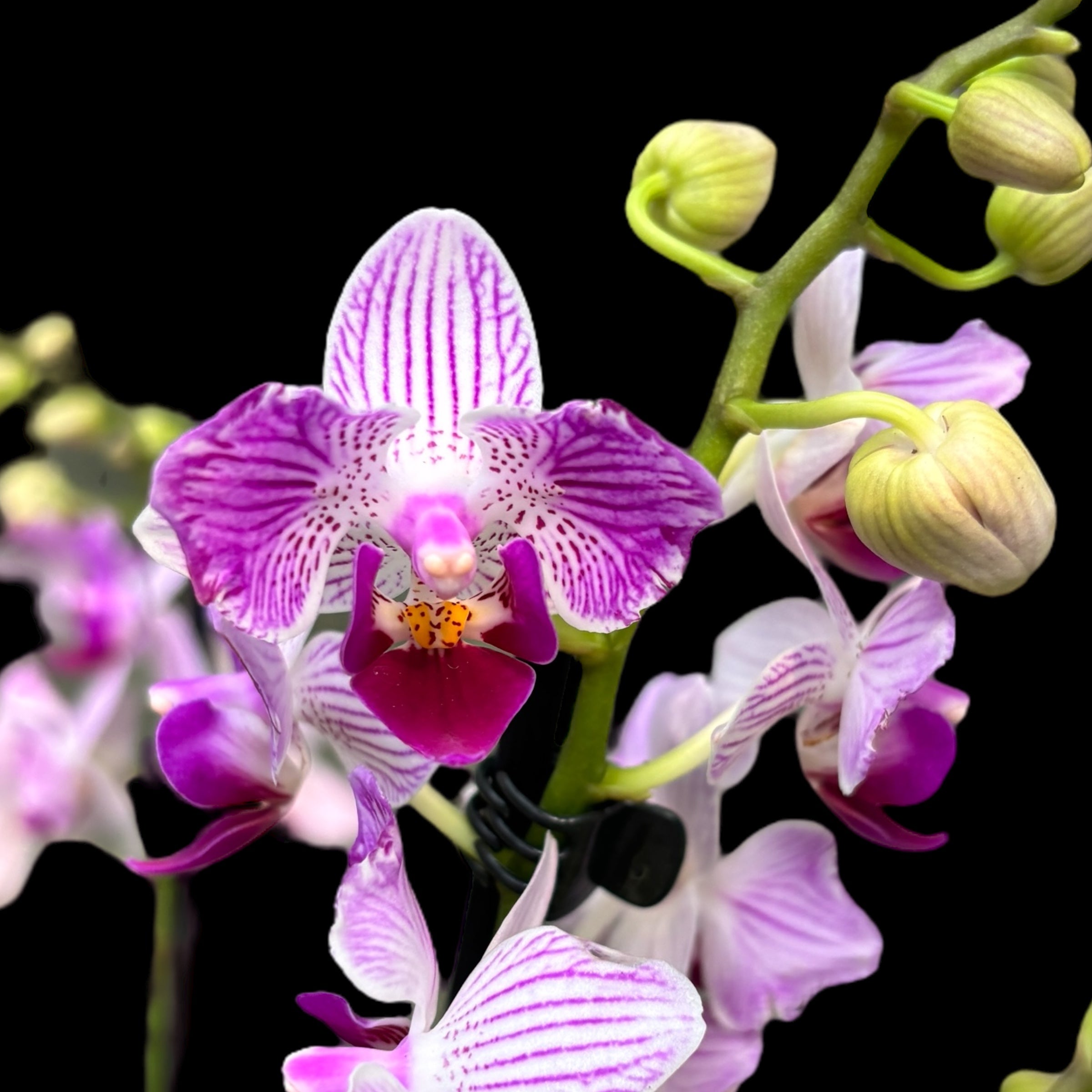 Phalaenopsis Younghome Lucky Star (0018 - peloric) (NL)