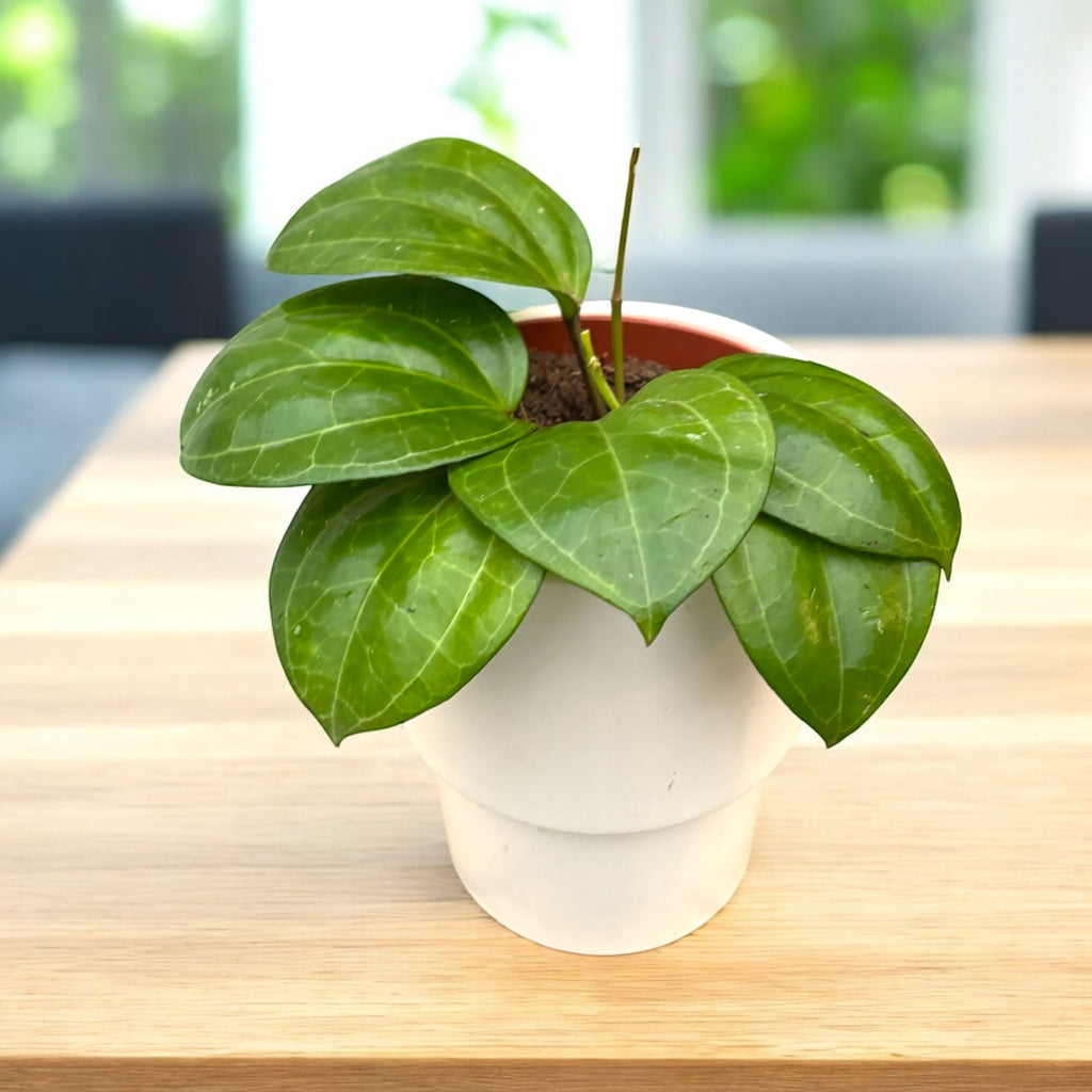 Hoya latifolia sp. ‘Sarawak’ (krémový květ) D12