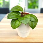 Hoya latifolia sp. ‘Sarawak’ (fleur crème) D12