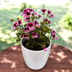 Muscate antitantari parfumate - Pelargonium 'Nova' Mosquitaway