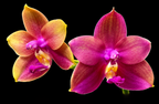 Phalaenopsis Yaphon Bear Sir „634“ – duftend