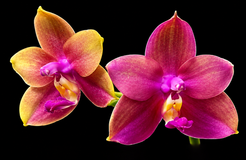 Phalaenopsis Yaphon Bear Sir «634» – parfumé