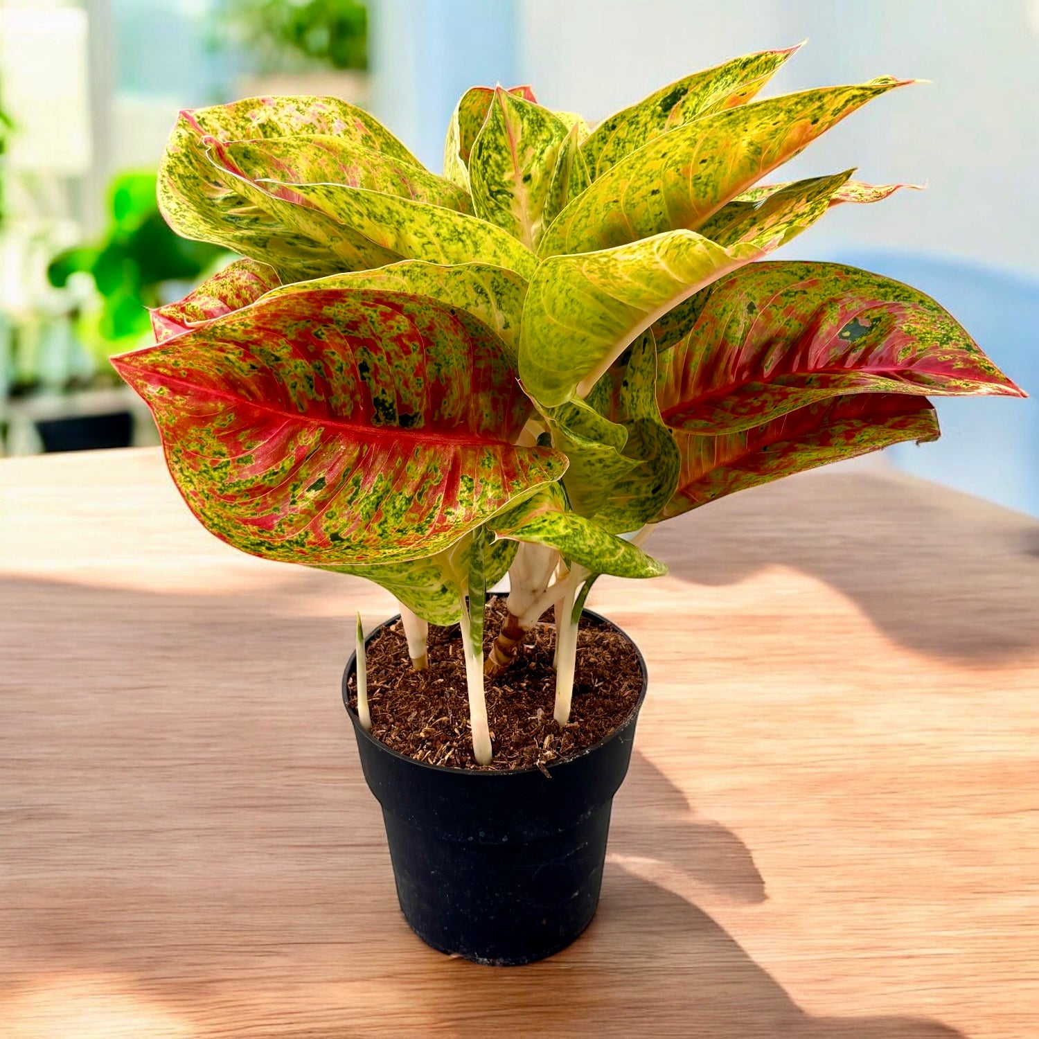 Aglaonema 'Grand Blossom’ - exemplare XL