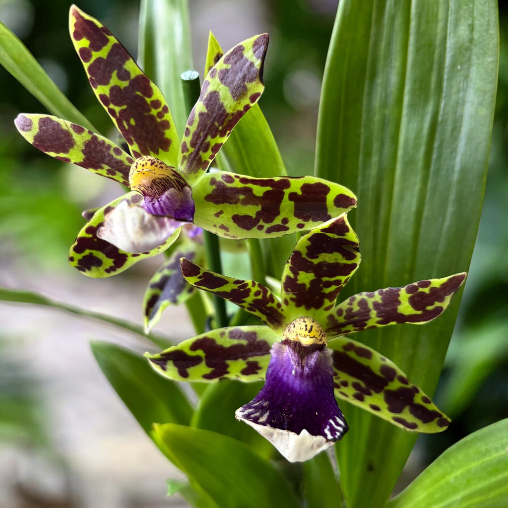 Zygopetalum hybrid - doftande blommor
