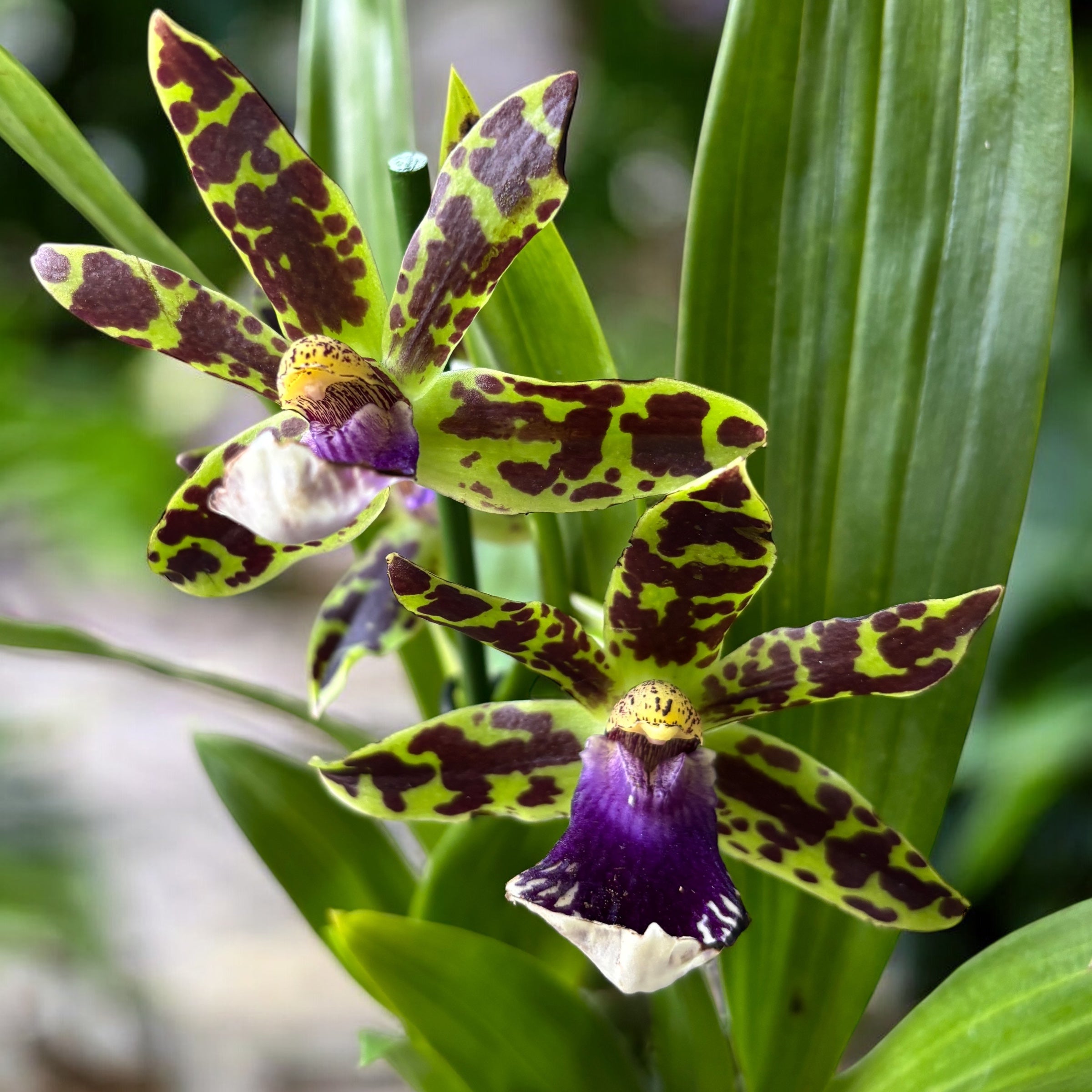 Zygopetalum hybrid - flori parfumate