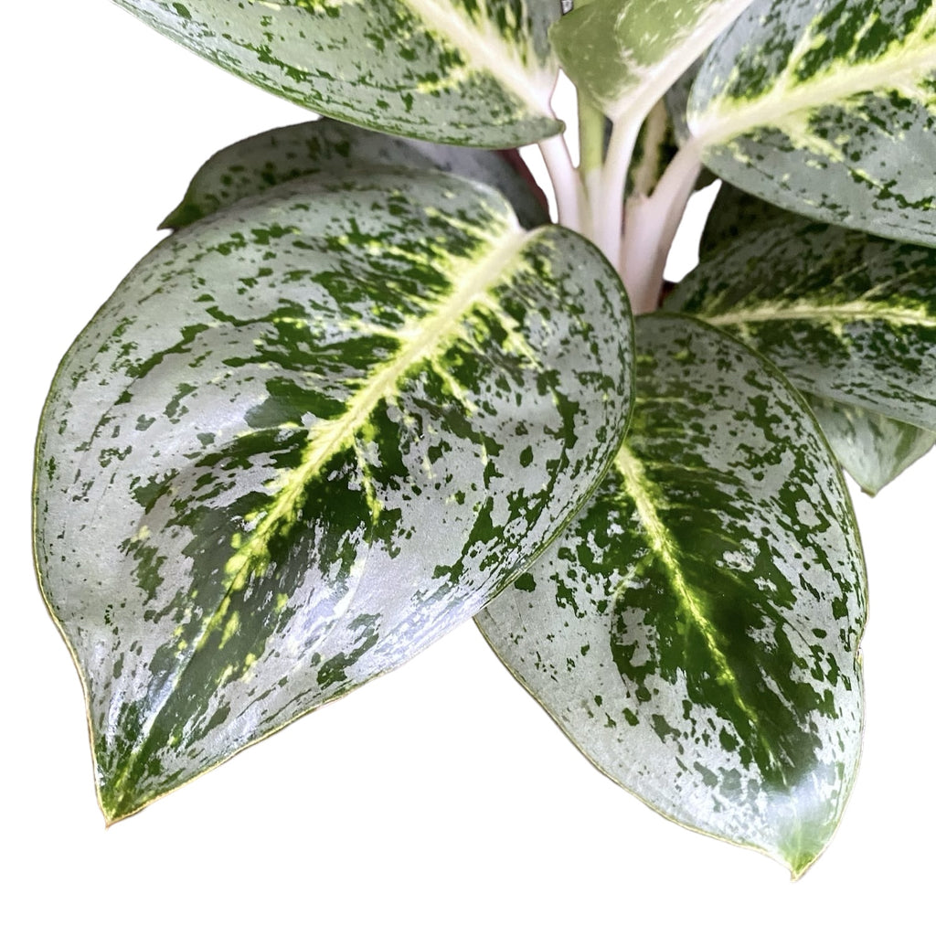 Aglaonema 'Lemont Mint'