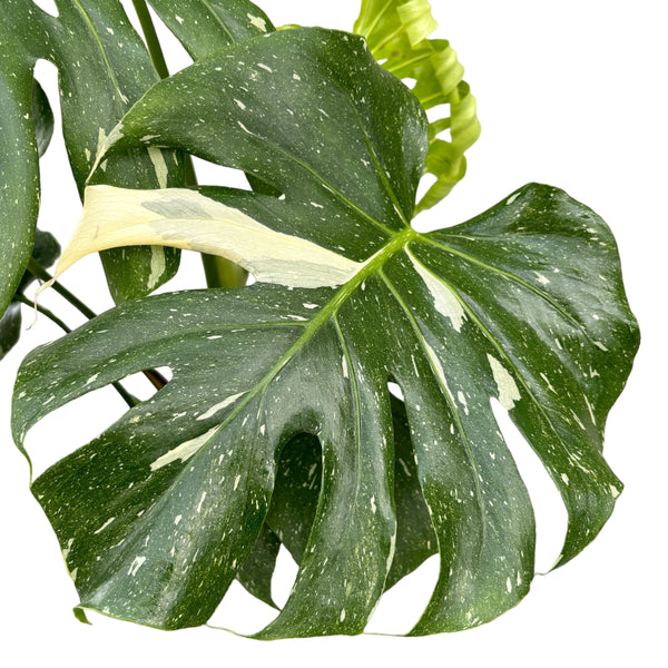 Monstera Thai Constellation (MTC#07)