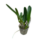 Cattleya (Laelia) purpurata var. striata - parfumata