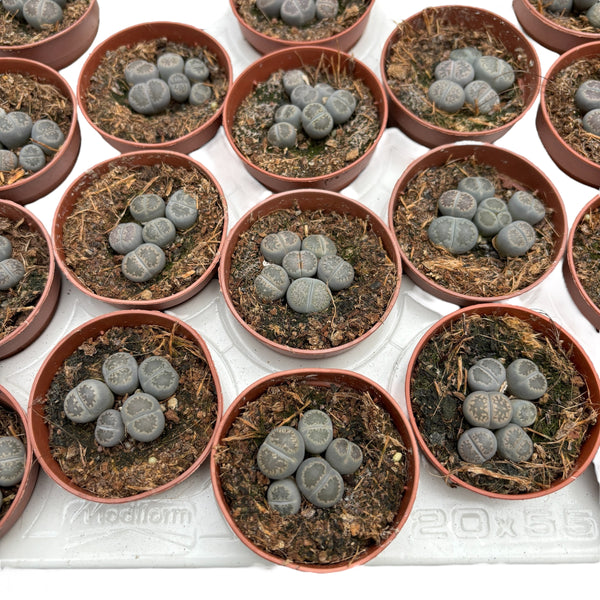 Lithops mini mix ("pietre vii")