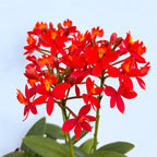 Epidendrum radicans 'Nordic Fire' XL