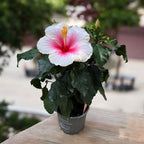 Hibiscus rosa-sinensis ‘Geisha’ - Japanese roses with large white-pink flowers