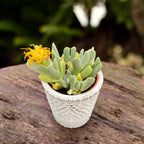 Cheiridopsis Denticulata - succulenta miniaturale con aspetto esotico e facile manutenzione