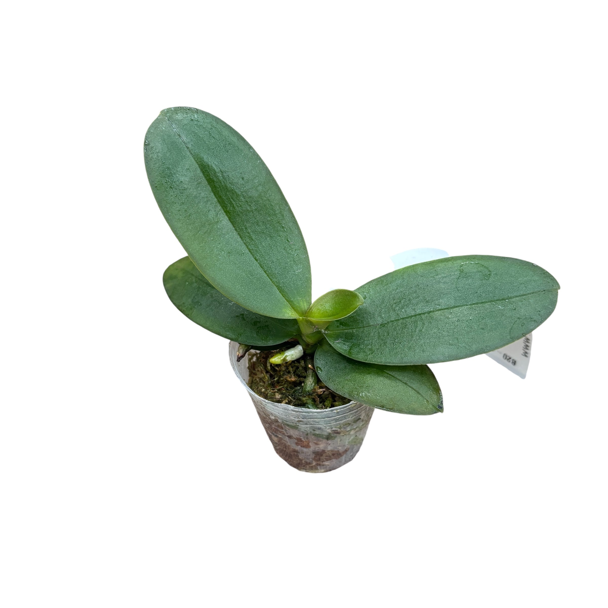 Phalaenopsis Bad Candy