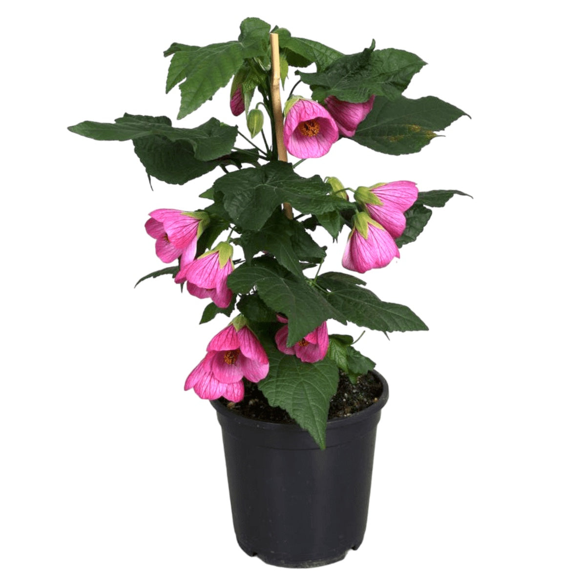 Abutilon 'Pink' (Floarea artar roz)