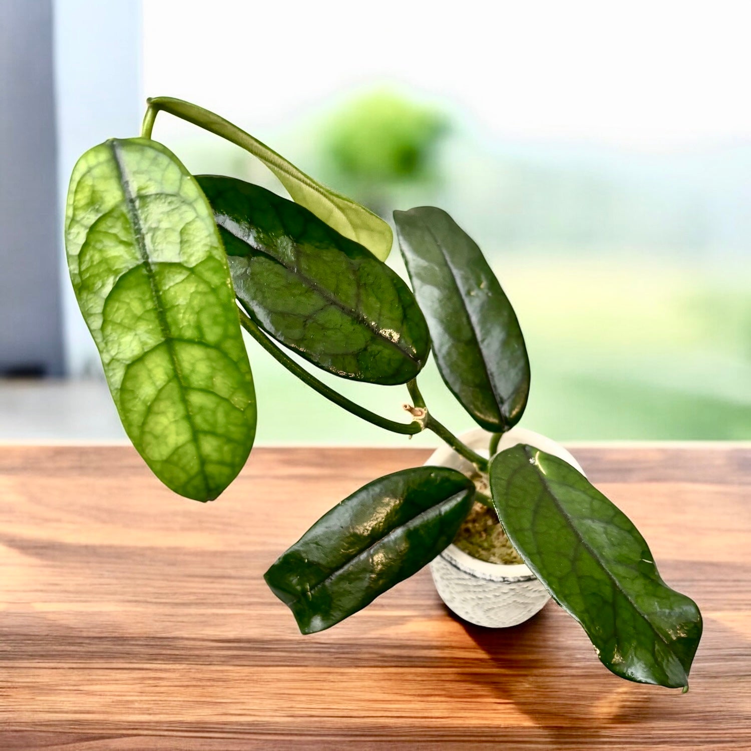 Hoya globulosa - planta de colectie cu inflorire spectaculoasa