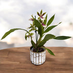 Zygopetalum Rhein Harlequin 'Strong' (flori intens parfumate)