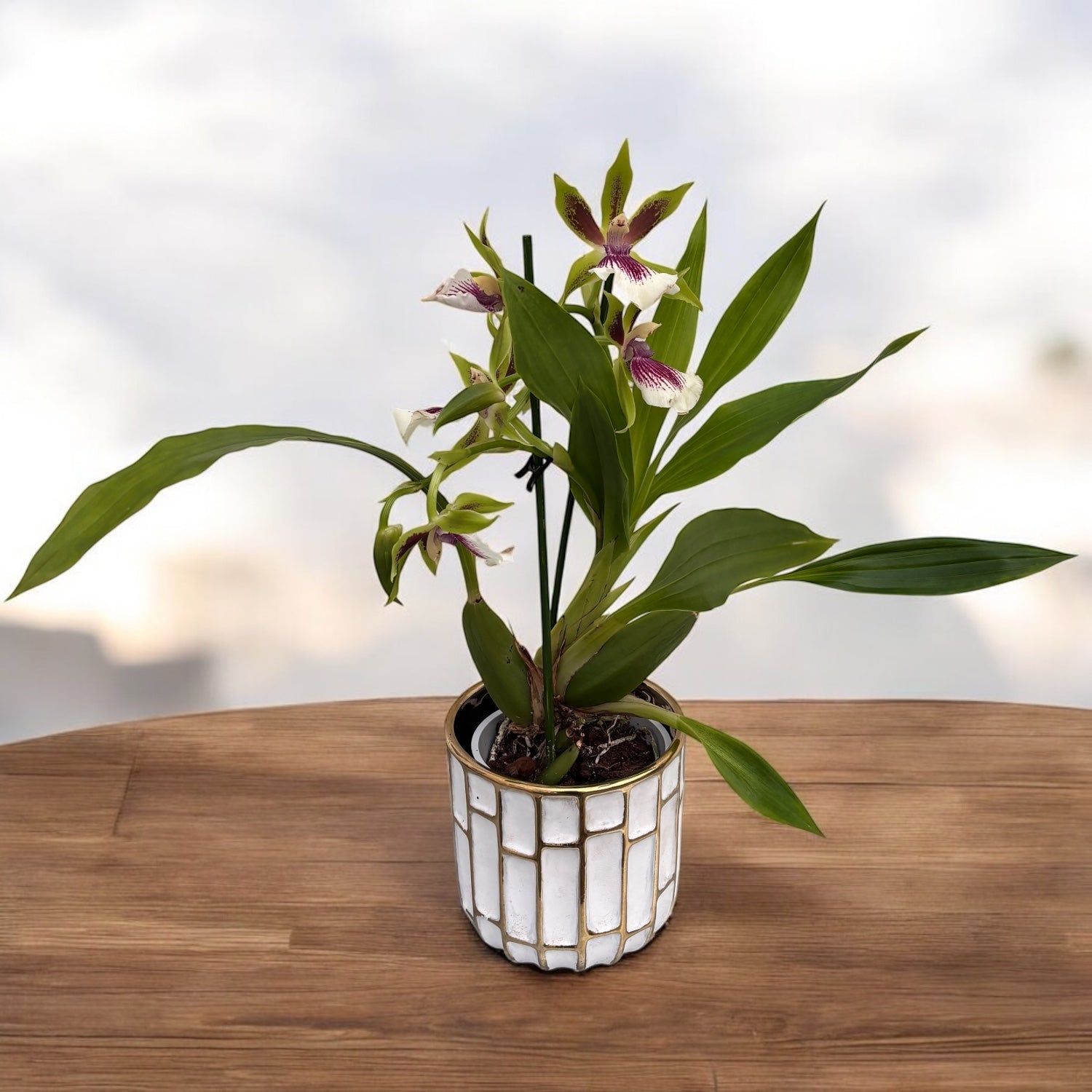 Zygopetalum Rhein Harlequin 'Strong' (fleurs intensément parfumées)