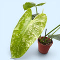 Philodendron Jose Buono 'Constellation' (Splash tarka) - egyedi darab