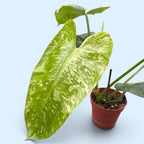 Philodendron Jose Buono 'Constellation' (Splash tarka) - egyedi darab