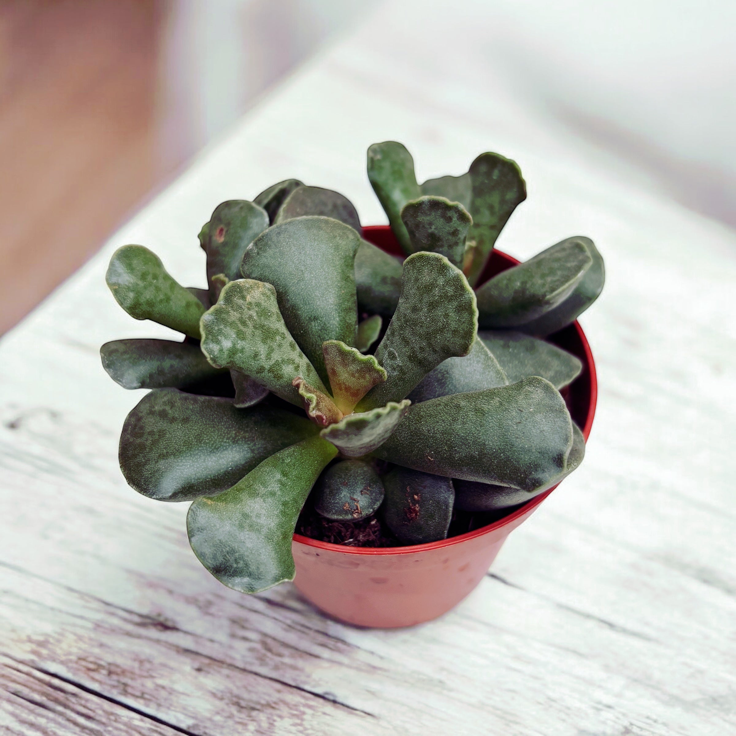 Adromischus cooperi