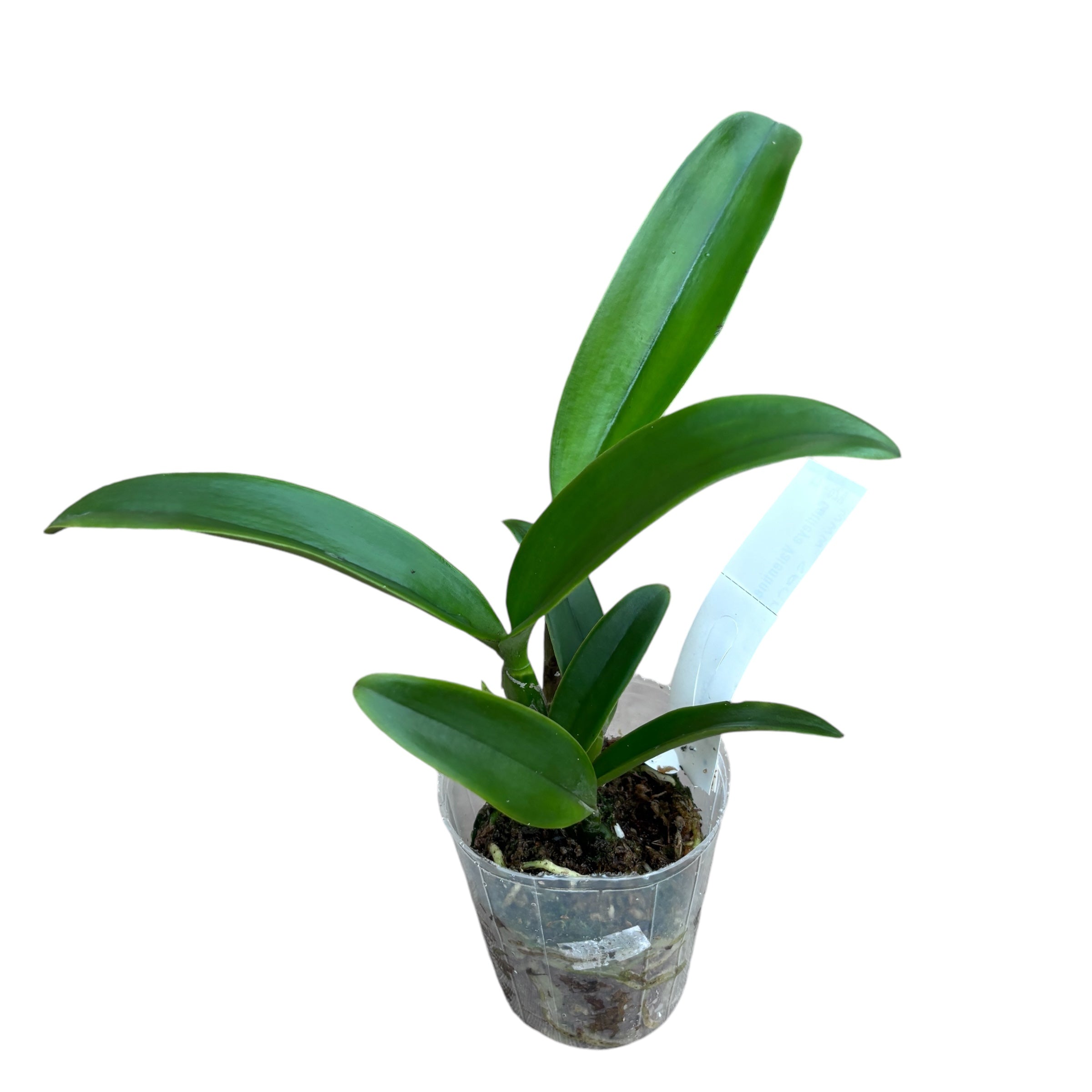 Cattleya Valentine 'Billy's Blue' HCC/AOS duftend