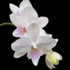 Phalaenopsis Micaels Florence - fiecare planta prezinta o inflorire unica!