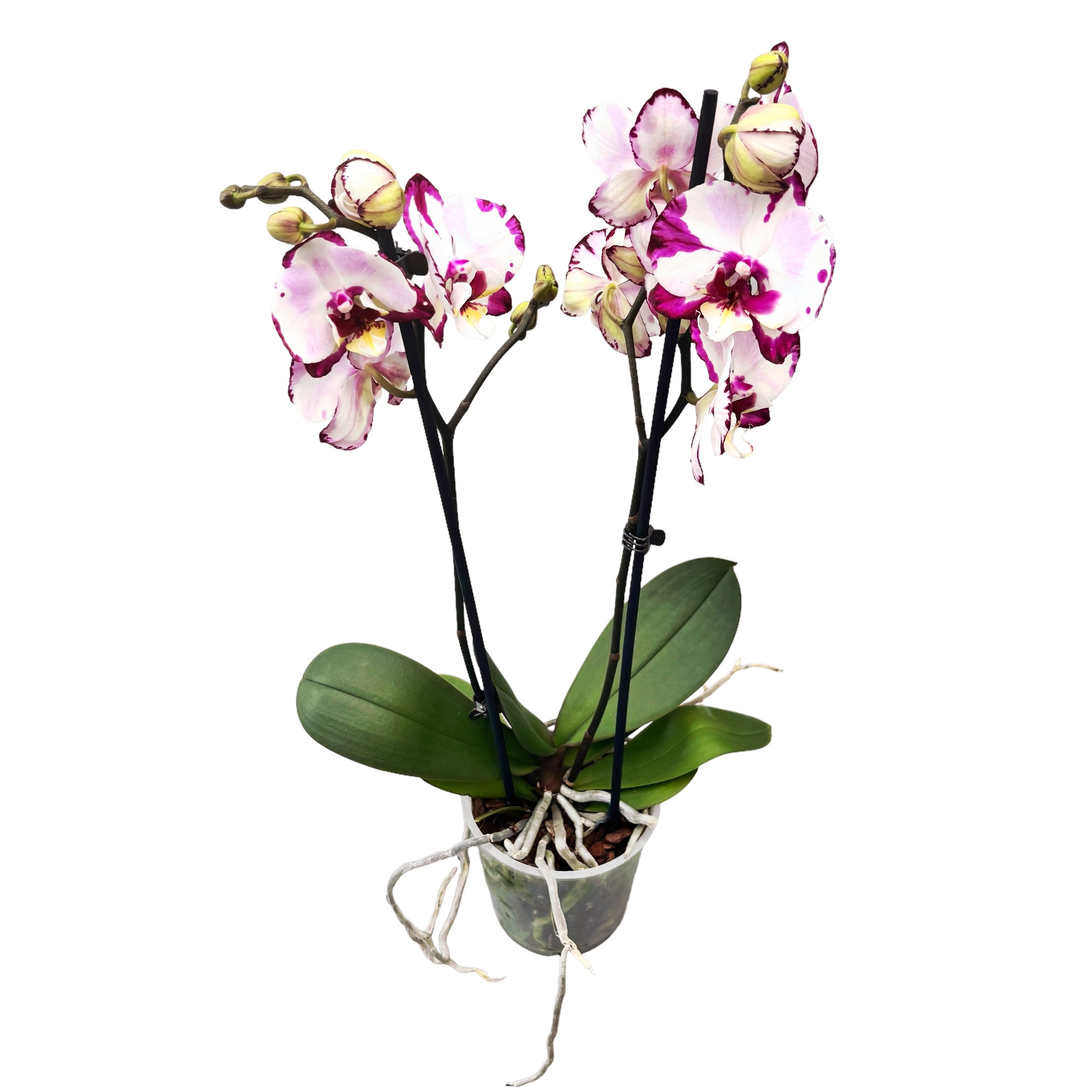 Phalaenopsis King Car Dalmatian big lip