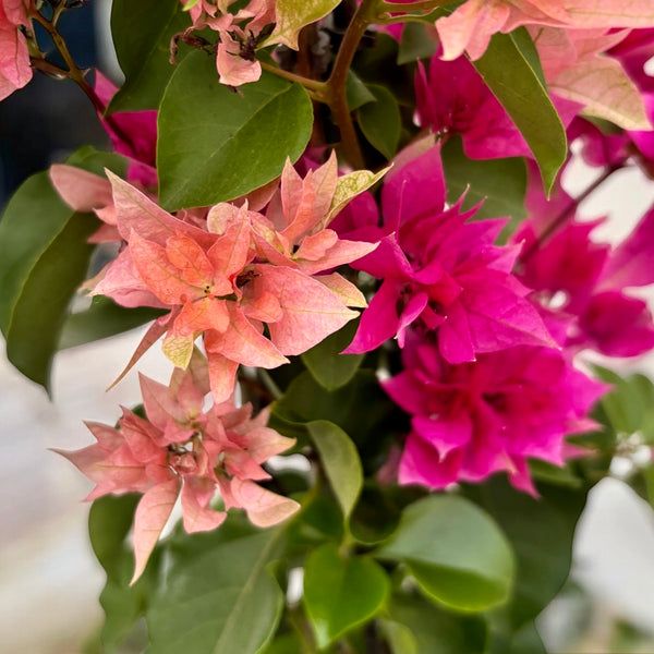 Bougainvillea cu flori duble ‘Pink & Peach’ - Floarea de hartie cu 2 culori/ghiveci