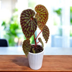 Begonia Chlorosticta – gyűjtői darab látványos levelekkel