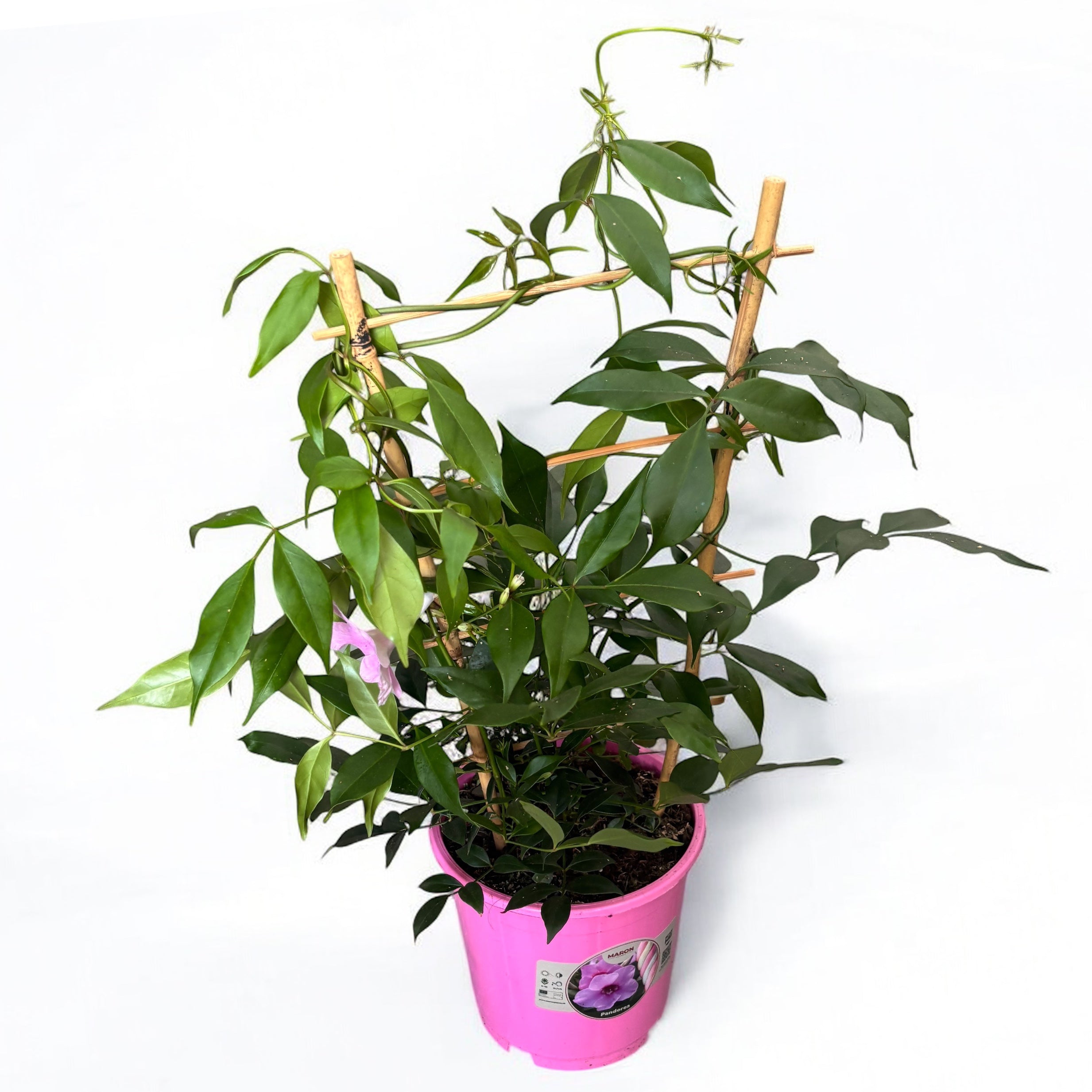 Pandorea jasminoides - illatos virágok