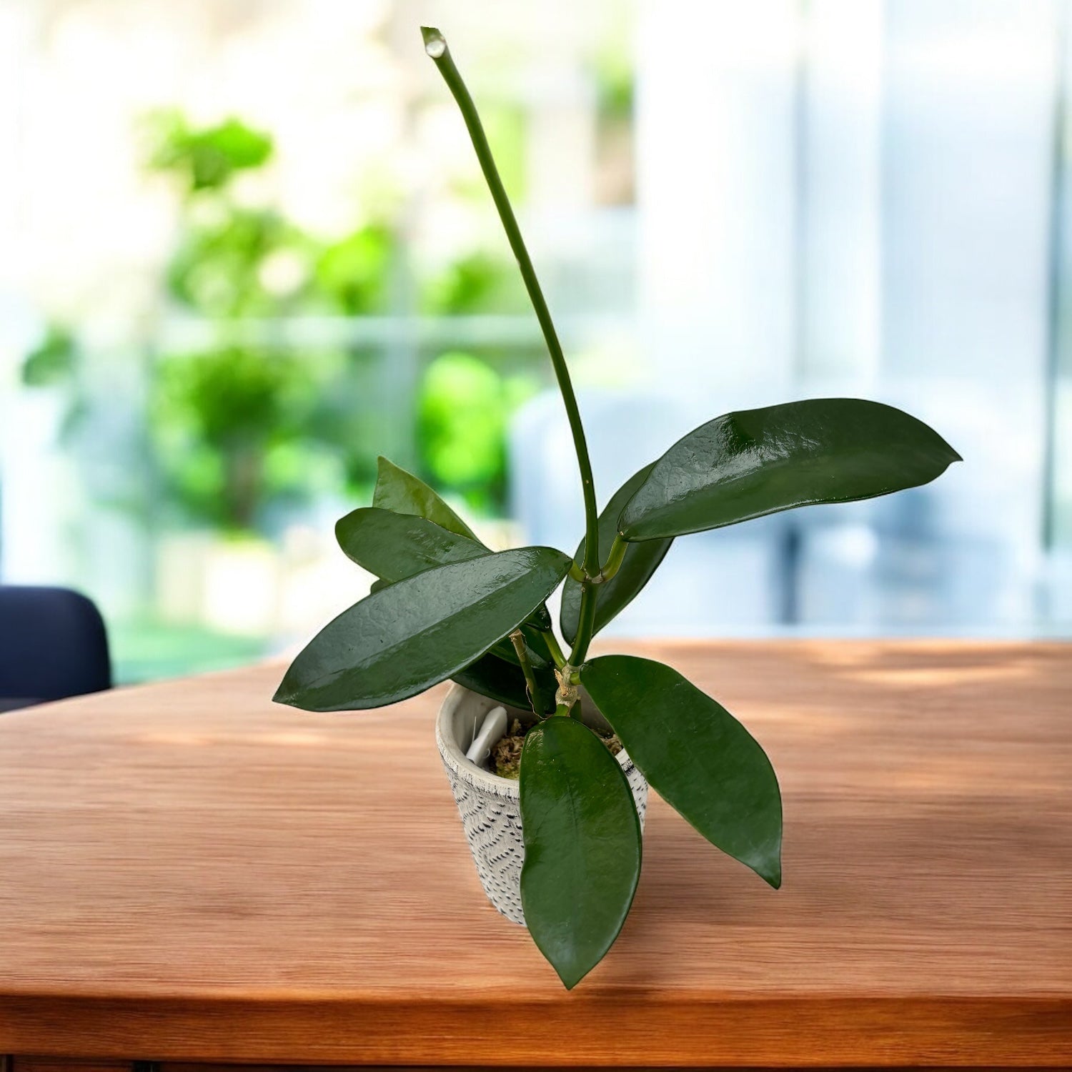 Hoya meliflua - flori parfumate (parfum de ciocolata)