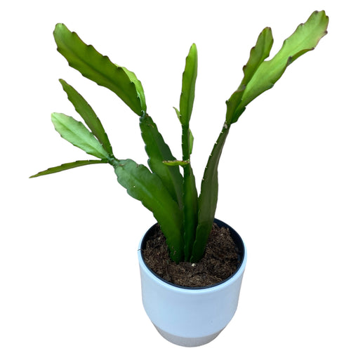 Epiphyllum ackermannii rot (rote Orchideen-Kaktee) – Secret Garden Plant  Shop