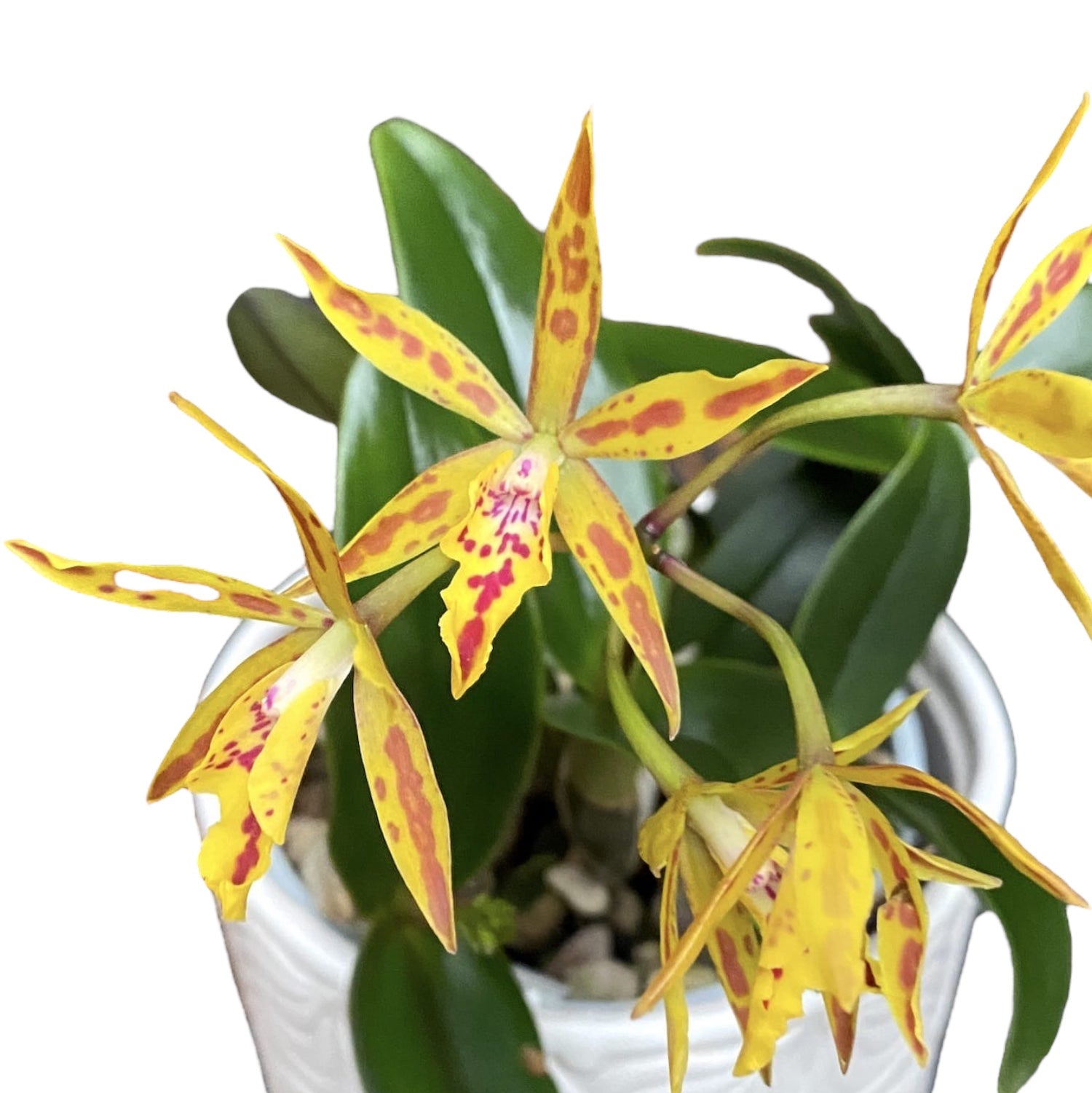 Epicatanthe Hsiang Yu Gold Coast 'Fireworks' - parfumata
