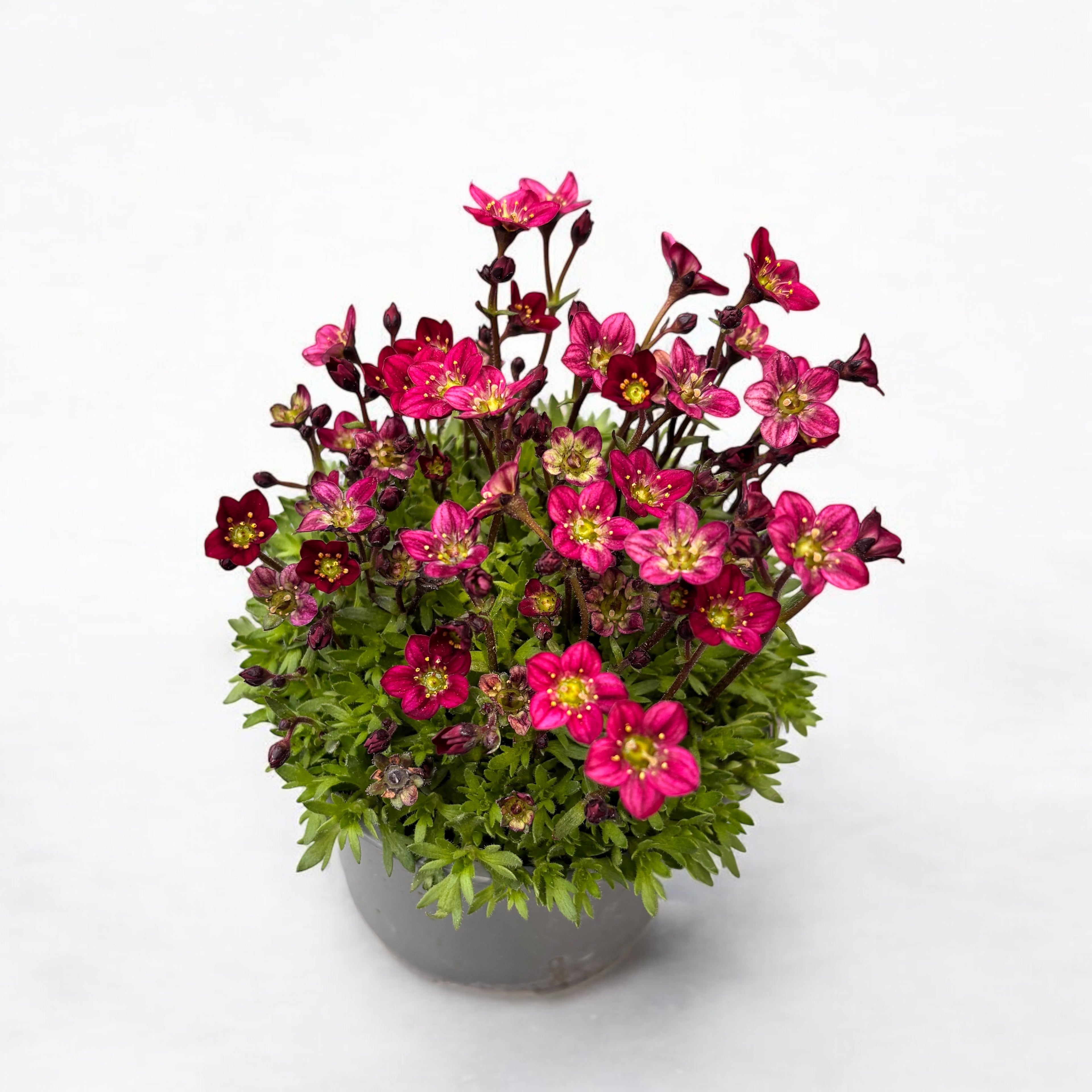 Saxifraga x arendsii 'Touran Scarlet'