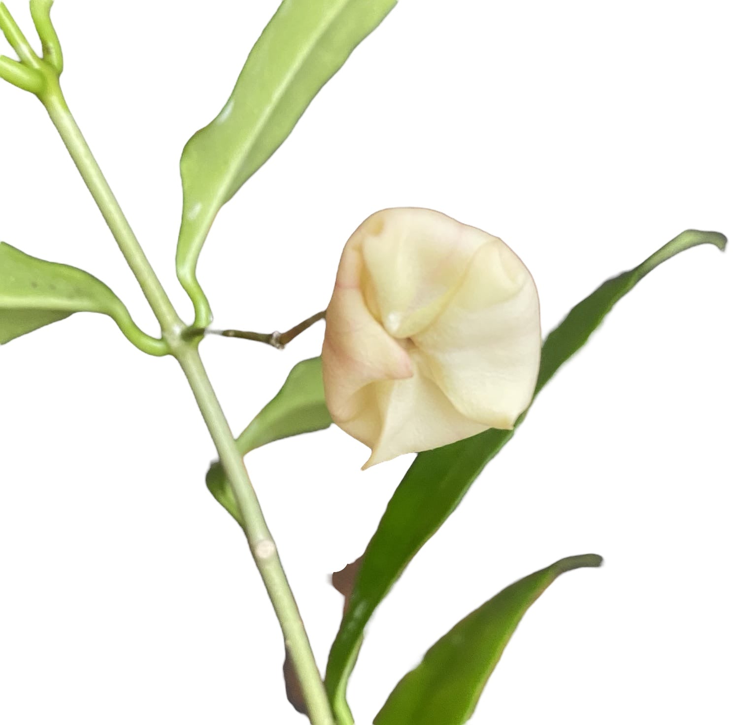 Hoya wallichii - flori mari parfumate (exemplare dezvoltate)